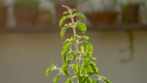 Tulsi Vivah in Kartik Poornima1