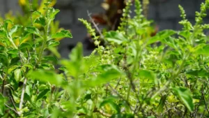 Tulsi Vivah in Kartik Poornima2