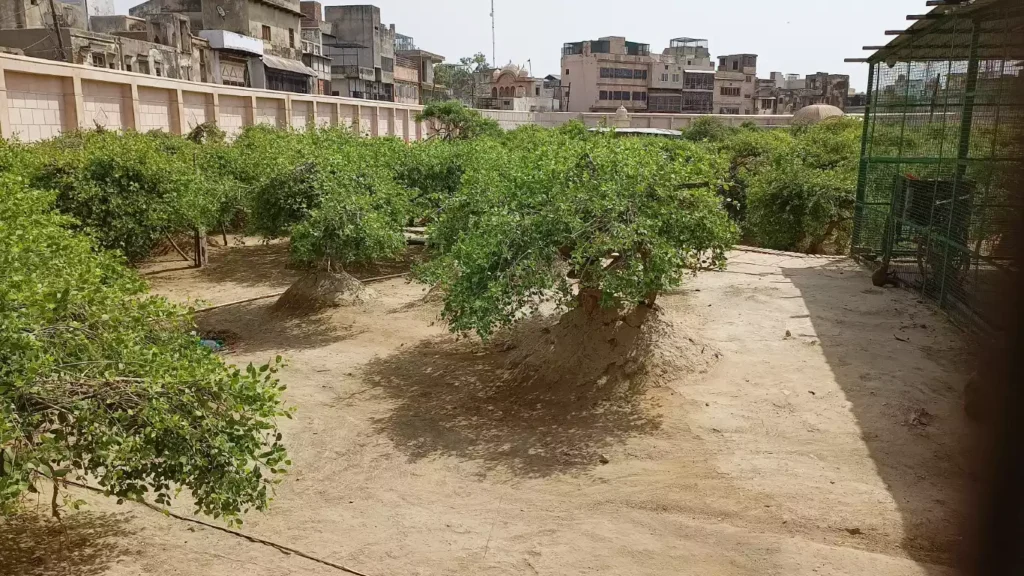 Nidhivan Vrindavan (2)