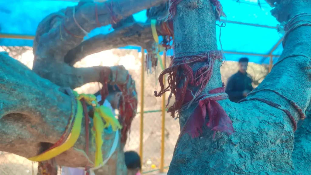 Nidhivan Vrindavan (4)