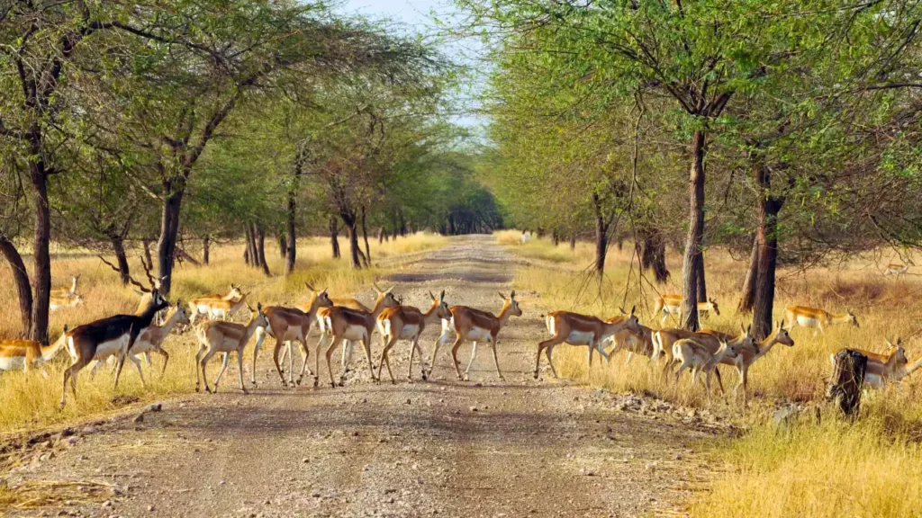 Photo of Blackbucks crossing the road at Gir National park