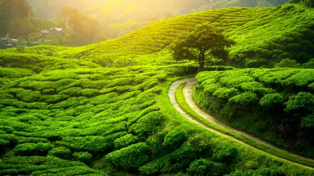 Photo of Tea plantation at Darjeeling