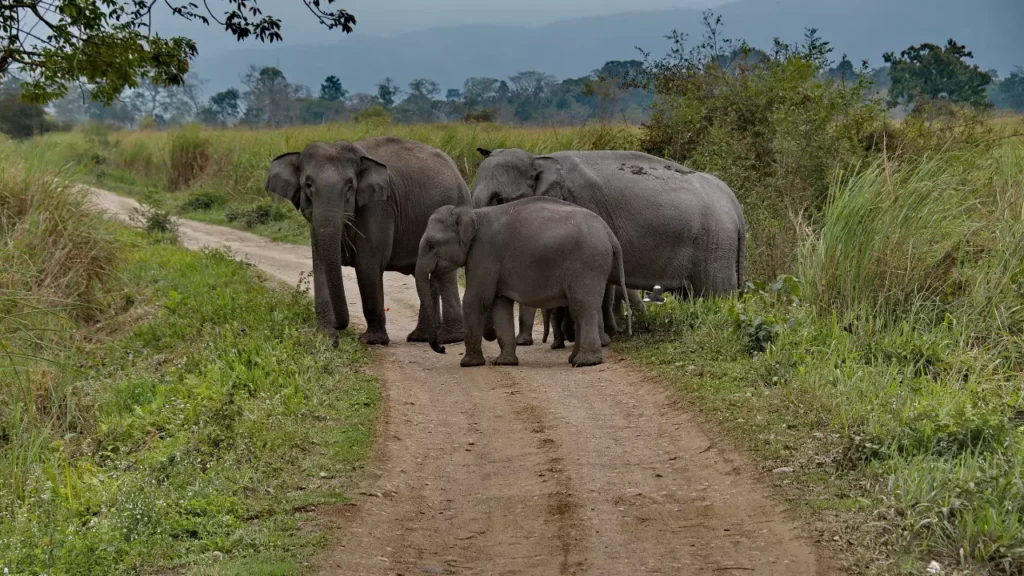 A photo of Elephants at Kaziranga National Park Assam