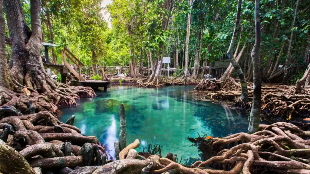 An image of mangroves in Krabi, Thailand