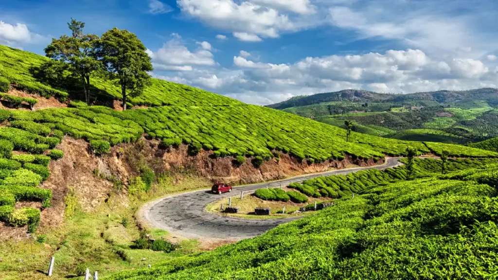 Photo of Green Tea Plantations in Munnar