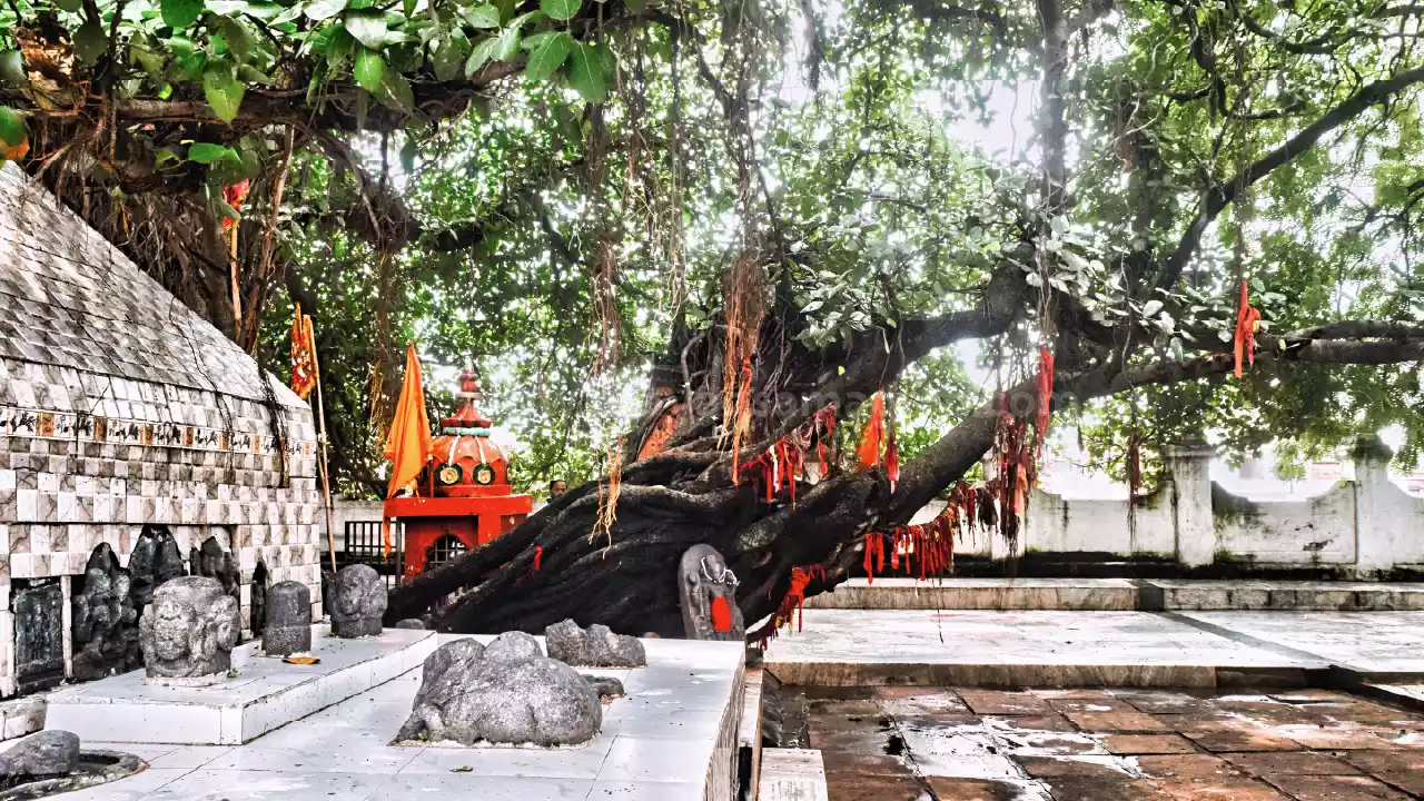Akshaywat Tree at Gaya