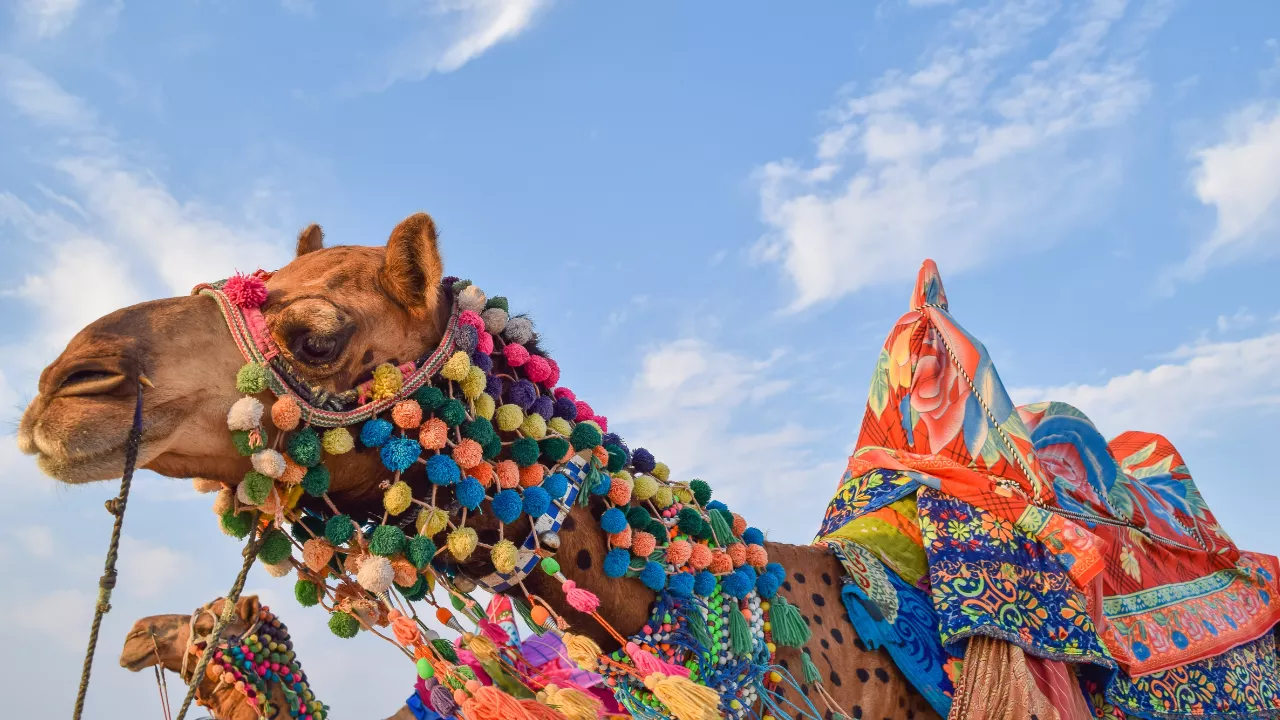 Image of Camel in Fstival- Rann Utsav Packing List